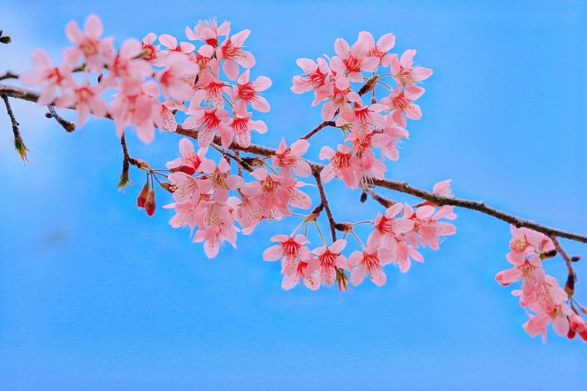 Ngắm hoa mai anh đào nở sớm trên cao nguyên Mộc Châu