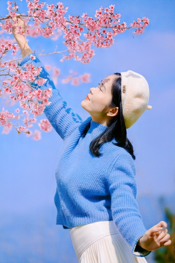 Ngắm hoa mai anh đào nở sớm trên cao nguyên Mộc Châu