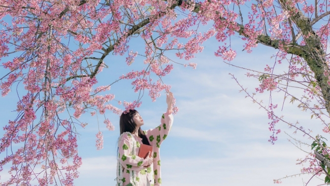 Đà Lạt ra mắt bản đồ số mai anh đào, du khách săn hoa theo thời gian thực