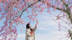 Đà Lạt ra mắt bản đồ số mai anh đào, du khách săn hoa theo thời gian thực