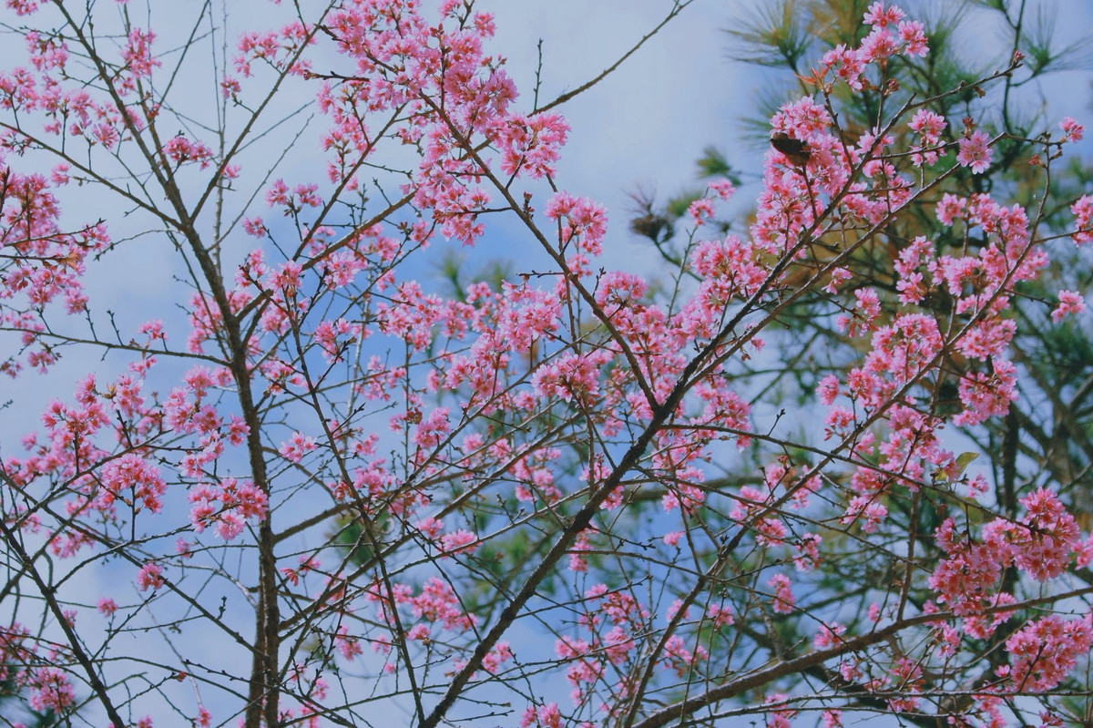 Đà Lạt ra mắt bản đồ số mai anh đào, du khách săn hoa theo thời gian thực