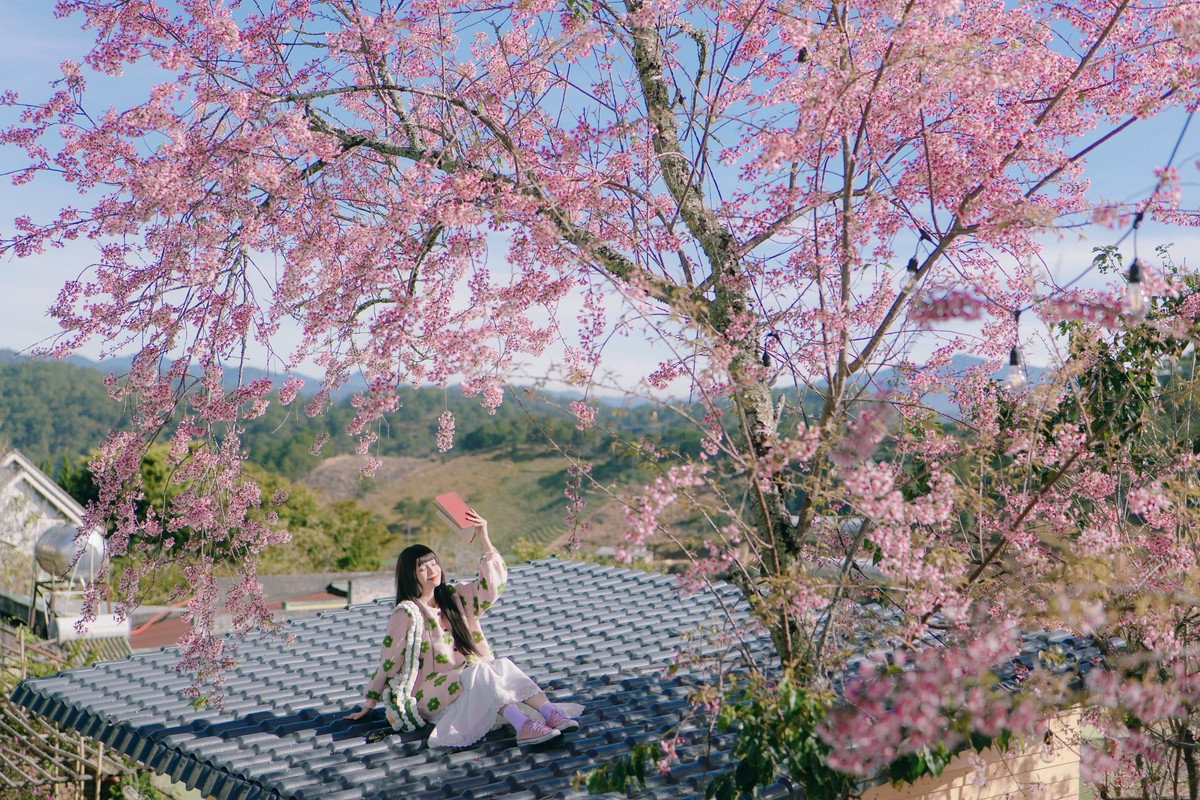 Đà Lạt ra mắt bản đồ số mai anh đào, du khách săn hoa theo thời gian thực