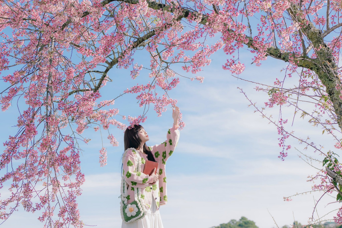 Đà Lạt ra mắt bản đồ số mai anh đào, du khách săn hoa theo thời gian thực