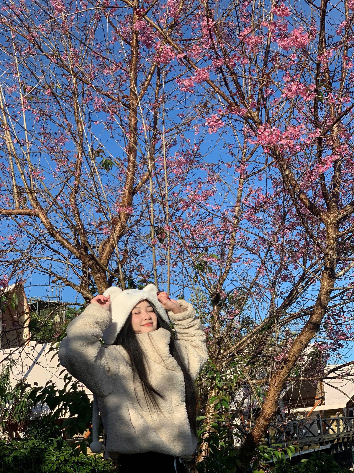 Đà Lạt ra mắt bản đồ số mai anh đào, du khách săn hoa theo thời gian thực