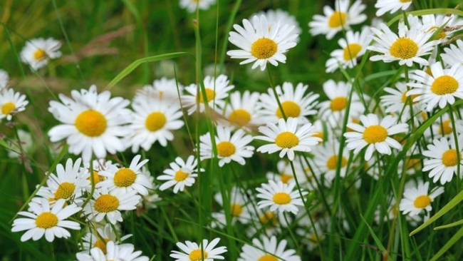 Tử vi tuần mới (19-25/1/2026): Tuổi Hợi tình duyên thỏa nguyện, tuổi Thìn vượt qua thử thách