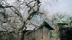 Mùa hoa mận nở, Phiêng Cành hút du khách tìm chốn tĩnh lặng