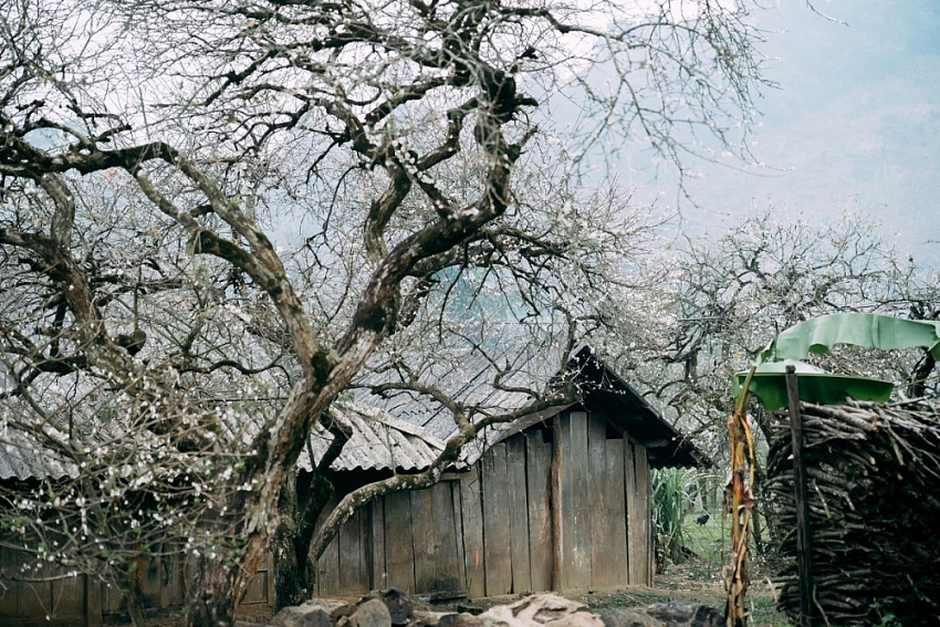 Mùa hoa mận nở, Phiêng Cành hút du khách tìm chốn tĩnh lặng