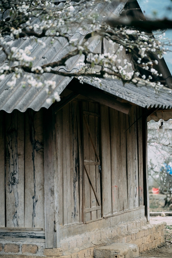 Mùa hoa mận nở, Phiêng Cành hút du khách tìm chốn tĩnh lặng