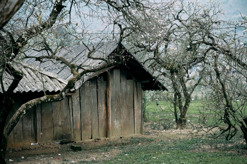 Mùa hoa mận nở, Phiêng Cành hút du khách tìm chốn tĩnh lặng