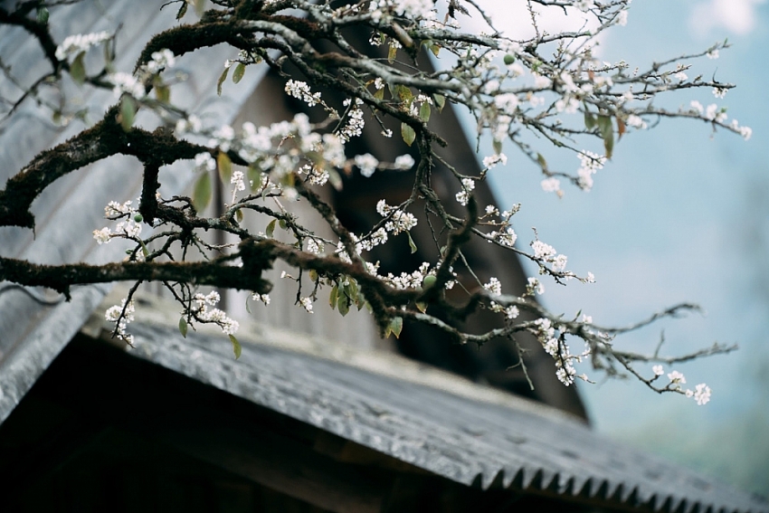 Mùa hoa mận nở, Phiêng Cành hút du khách tìm chốn tĩnh lặng