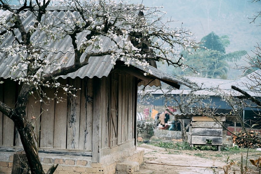 Mùa hoa mận nở, Phiêng Cành hút du khách tìm chốn tĩnh lặng