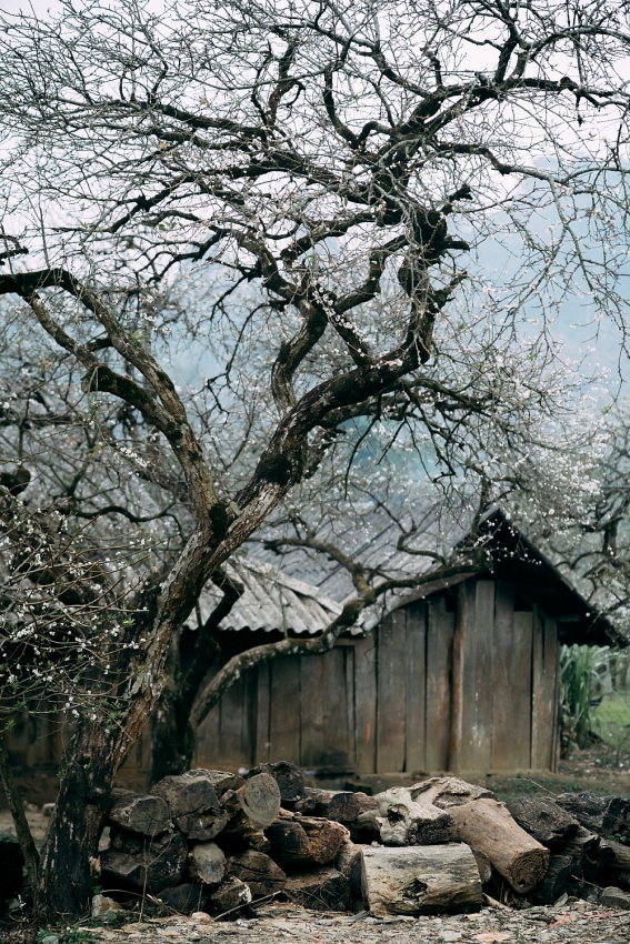 Mùa hoa mận nở, Phiêng Cành hút du khách tìm chốn tĩnh lặng