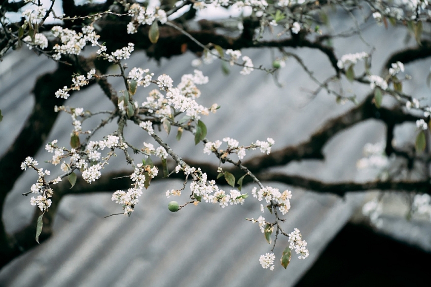 Mùa hoa mận nở, Phiêng Cành hút du khách tìm chốn tĩnh lặng