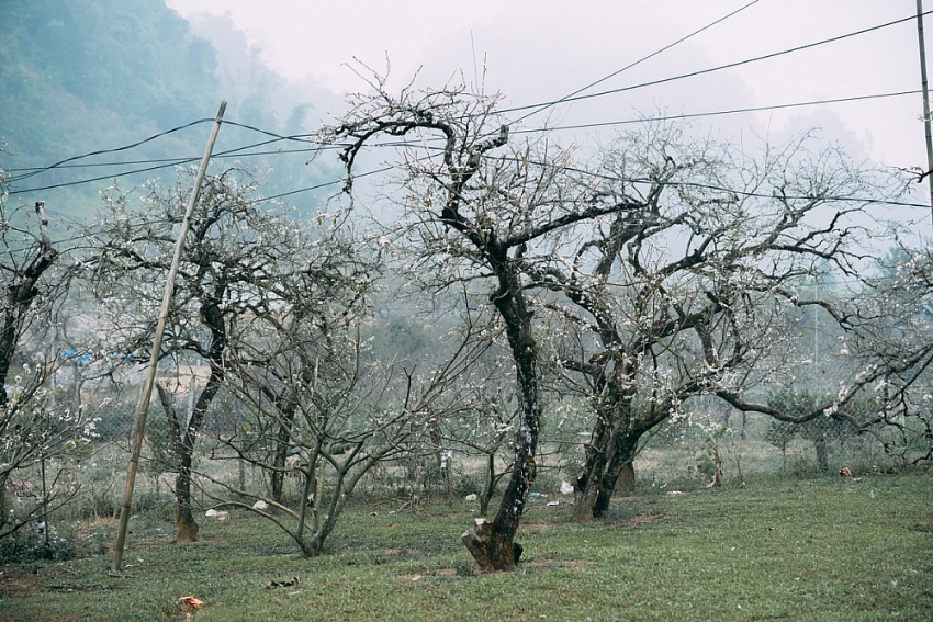 Mùa hoa mận nở, Phiêng Cành hút du khách tìm chốn tĩnh lặng
