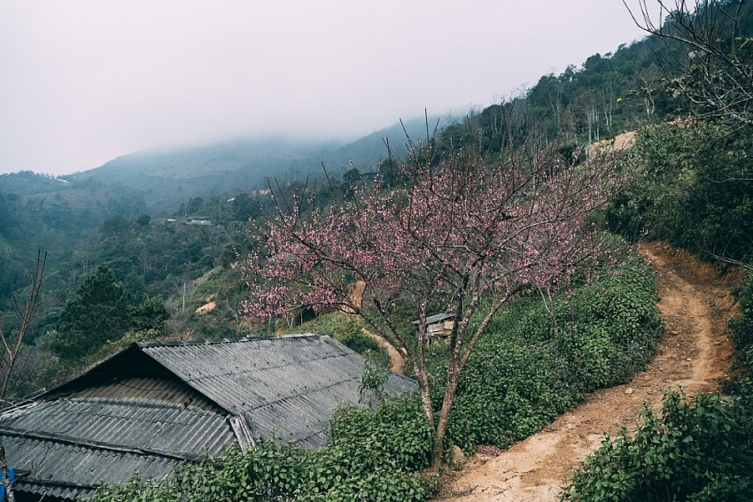Lên Tà Xùa 'săn' biển mây bồng bênh, ngắm đào rừng khoe sắc