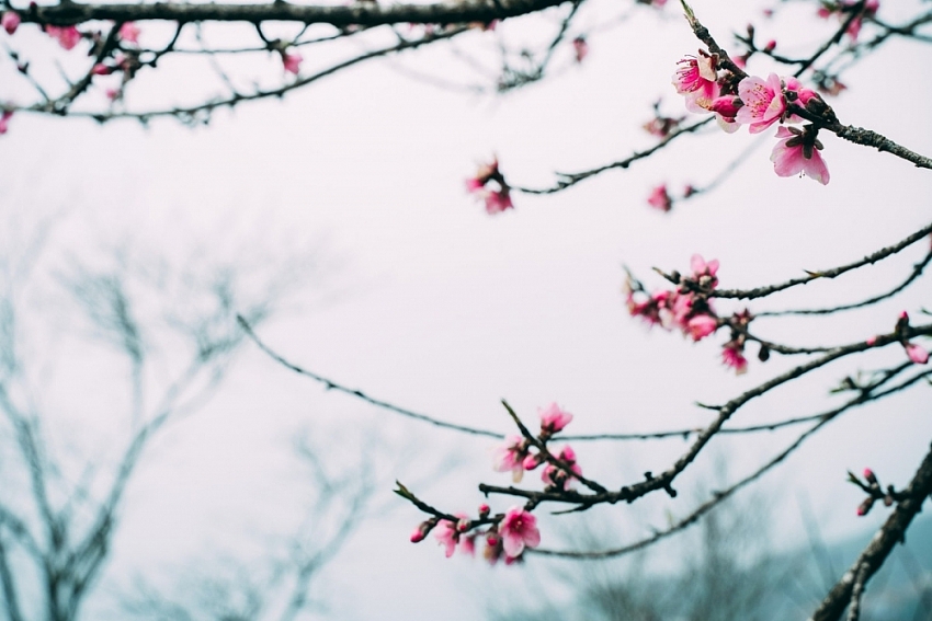 Lên Tà Xùa 'săn' biển mây bồng bênh, ngắm đào rừng khoe sắc