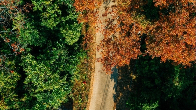 Rừng phong hương trước chùa cổ Hải Phòng hút khách dịp cuối năm