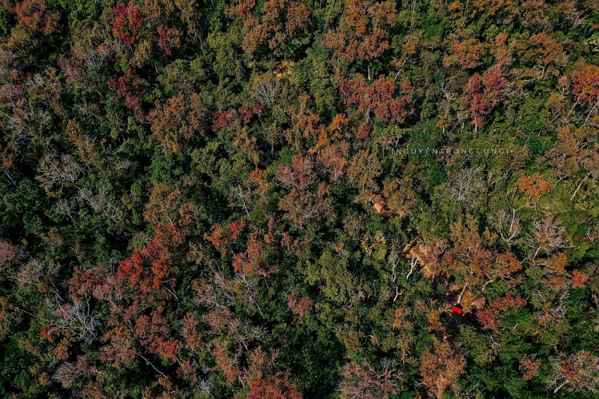 Rừng phong hương trước chùa cổ Hải Phòng hút khách dịp cuối năm