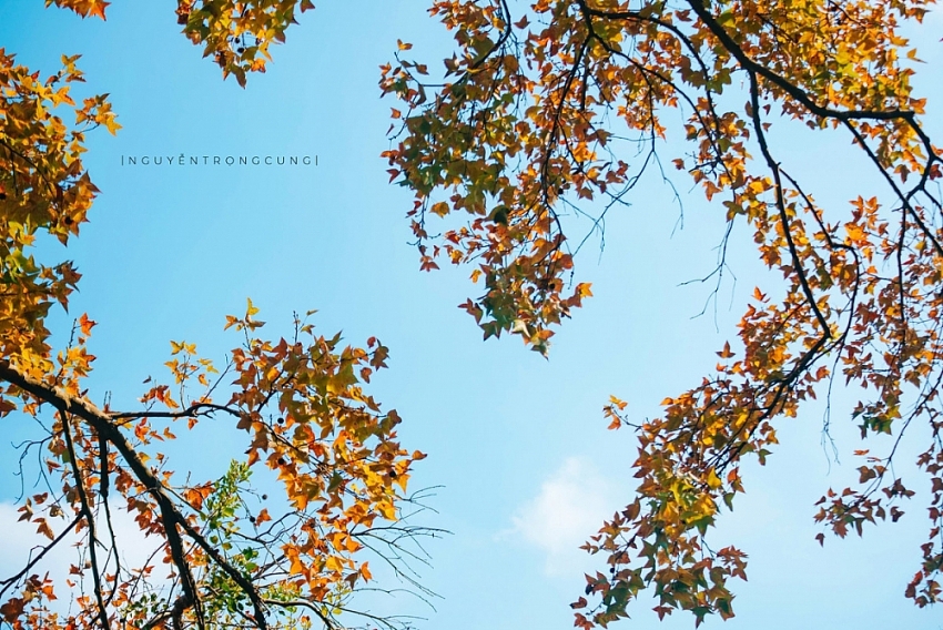 Rừng phong hương trước chùa cổ Hải Phòng hút khách dịp cuối năm