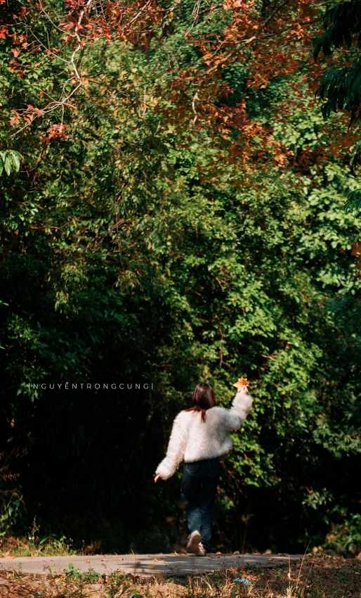 Rừng phong hương trước chùa cổ Hải Phòng hút khách dịp cuối năm