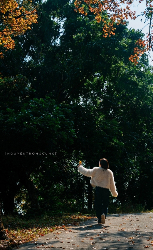 Rừng phong hương trước chùa cổ Hải Phòng hút khách dịp cuối năm