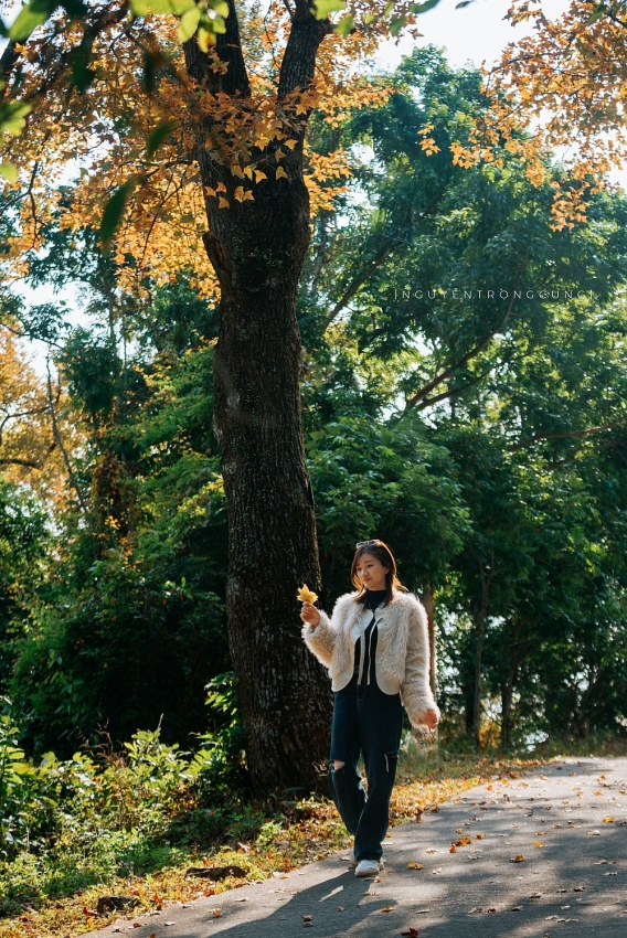 Rừng phong hương trước chùa cổ Hải Phòng hút khách dịp cuối năm