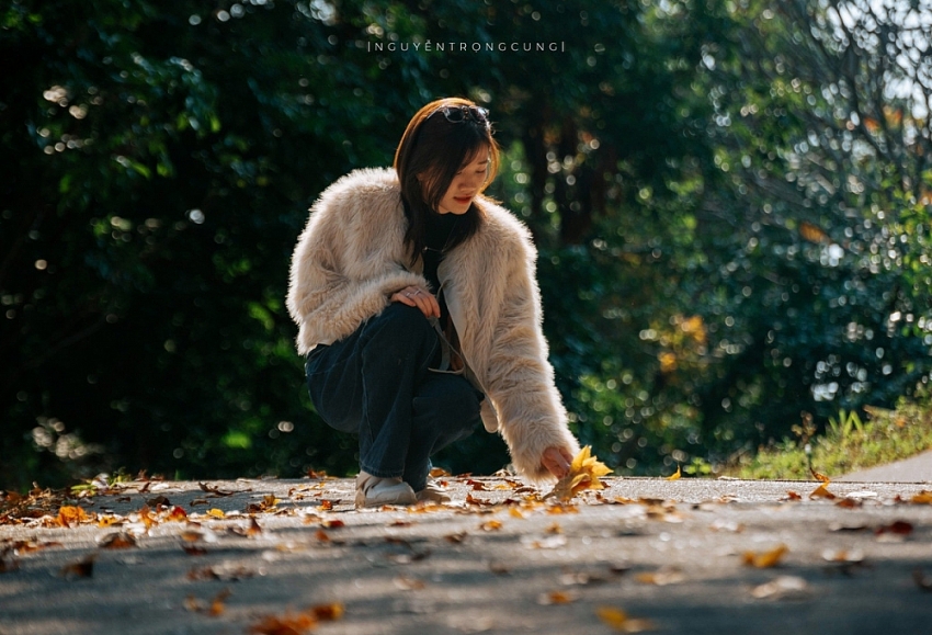 Rừng phong hương trước chùa cổ Hải Phòng hút khách dịp cuối năm