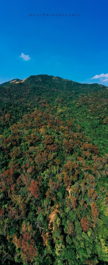 Rừng phong hương trước chùa cổ Hải Phòng hút khách dịp cuối năm