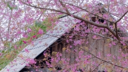 Lên cao nguyên Mộc Châu 'săn' mai anh đào bung nở, nên đi tour hay tự túc?