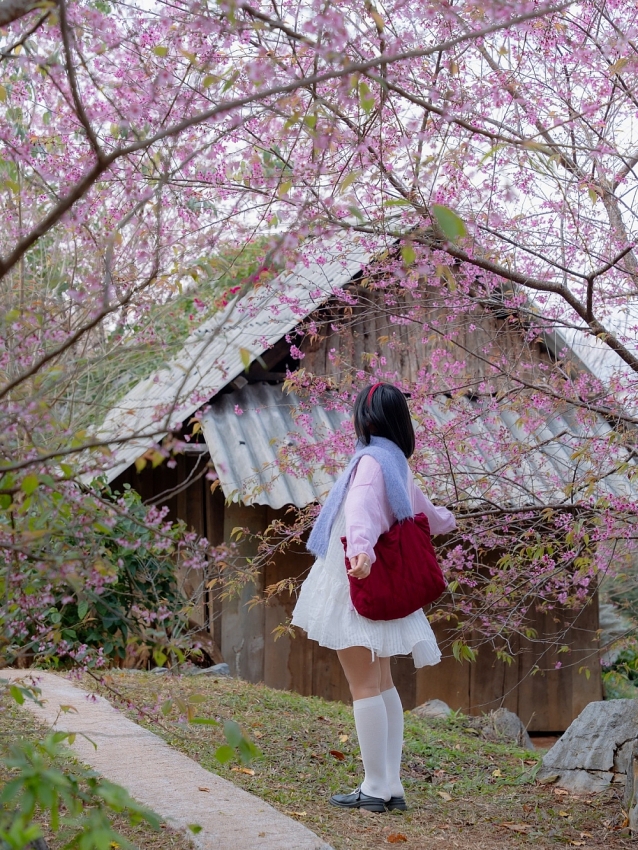 Lên cao nguyên Mộc Châu 'săn' mai anh đào bung nở, nên đi tour hay tự túc?