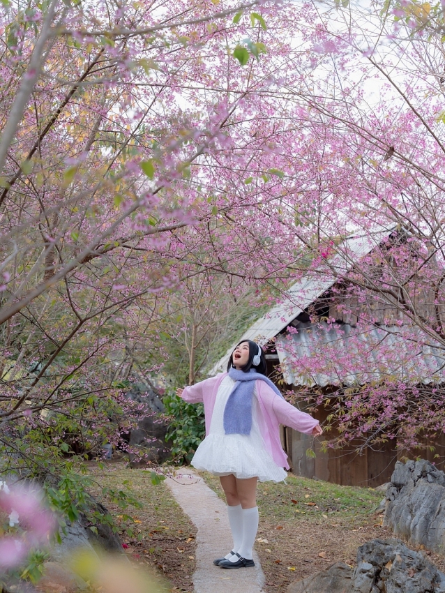 Lên cao nguyên Mộc Châu 'săn' mai anh đào bung nở, nên đi tour hay tự túc?