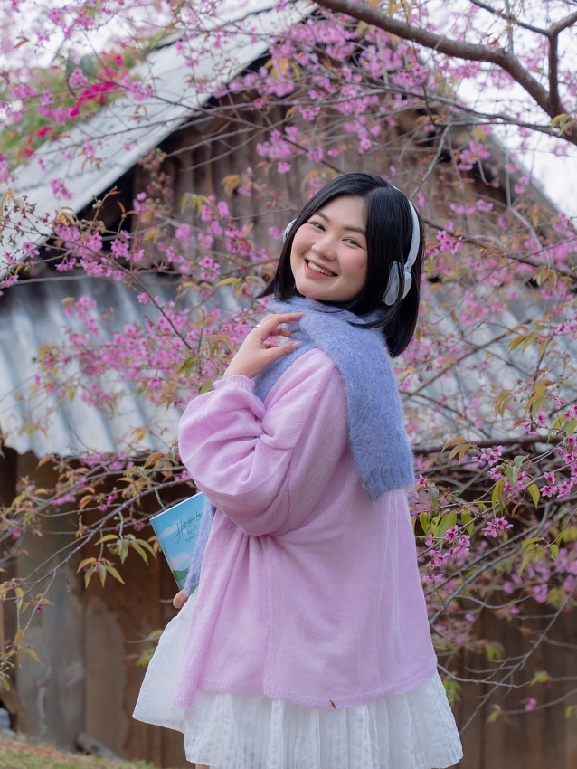 Lên cao nguyên Mộc Châu 'săn' mai anh đào bung nở, nên đi tour hay tự túc?