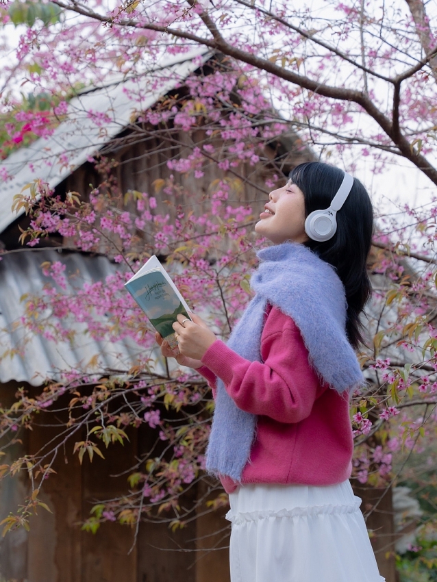 Lên cao nguyên Mộc Châu 'săn' mai anh đào bung nở, nên đi tour hay tự túc?