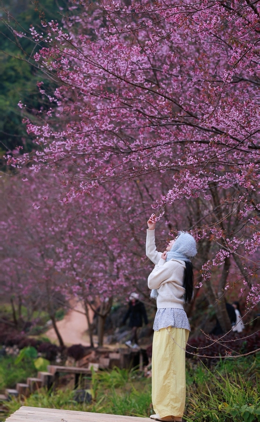 Lên cao nguyên Mộc Châu 'săn' mai anh đào bung nở, nên đi tour hay tự túc?