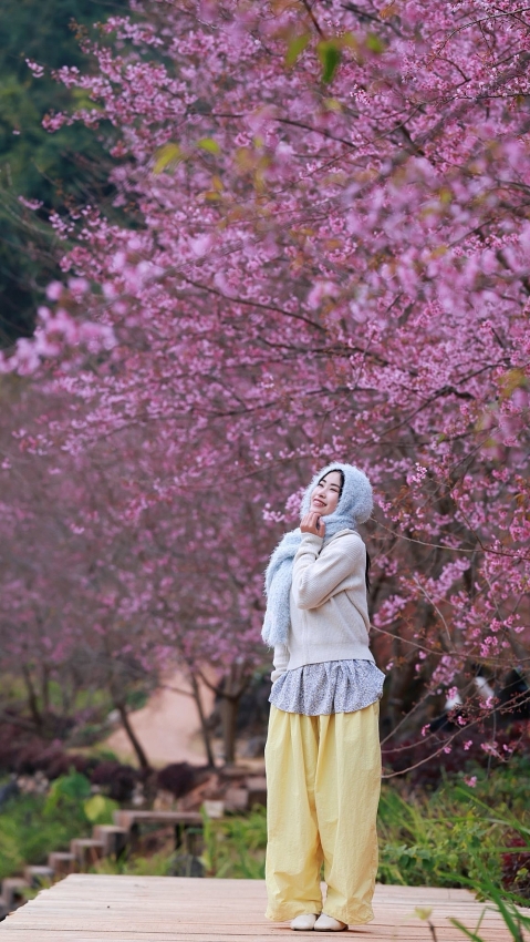 Lên cao nguyên Mộc Châu 'săn' mai anh đào bung nở, nên đi tour hay tự túc?