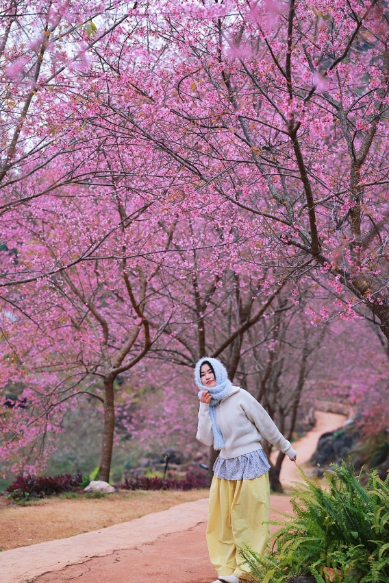 Lên cao nguyên Mộc Châu 'săn' mai anh đào bung nở, nên đi tour hay tự túc?