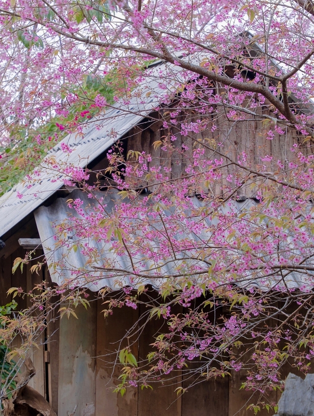 Lên cao nguyên Mộc Châu 'săn' mai anh đào bung nở, nên đi tour hay tự túc?