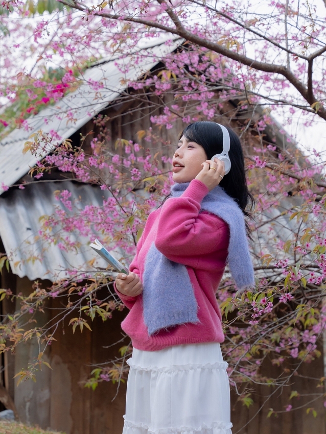 Lên cao nguyên Mộc Châu 'săn' mai anh đào bung nở, nên đi tour hay tự túc?