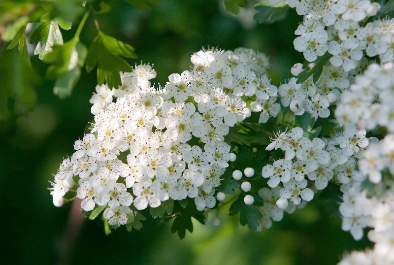 Tử vi tuần mới (26/1-1/2/2026): Tuổi Ngọ mở rộng ngoại giao, tuổi Thìn gặt hái thành quả