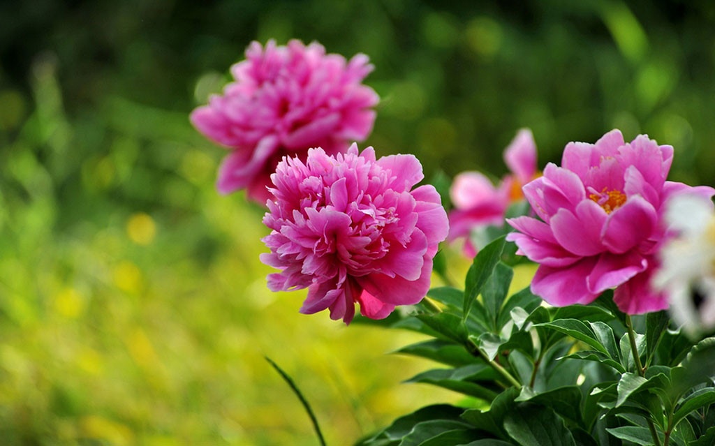 Tử vi tuần mới (26/1-1/2/2026): Tuổi Ngọ mở rộng ngoại giao, tuổi Thìn gặt hái thành quả