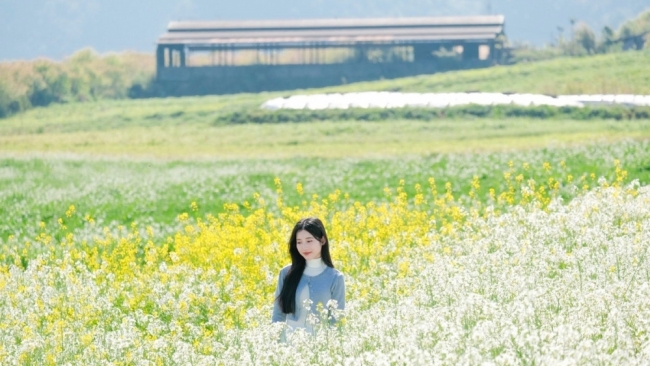 Ngắm hoa cải nhuộm vàng cao nguyên Mộc Châu, chọn tour nào cho trọn vẹn?