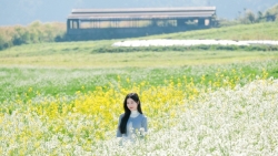 Ngắm hoa cải nhuộm vàng cao nguyên Mộc Châu, chọn tour nào cho trọn vẹn?