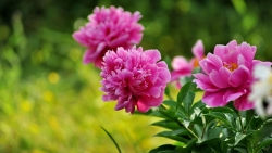 Tử vi tuần mới (26/1-1/2/2026): Tuổi Ngọ mở rộng ngoại giao, tuổi Thìn gặt hái thành quả