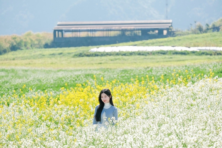 Ngắm hoa cải nhuộm vàng cao nguyên Mộc Châu, chọn tour nào cho trọn vẹn?