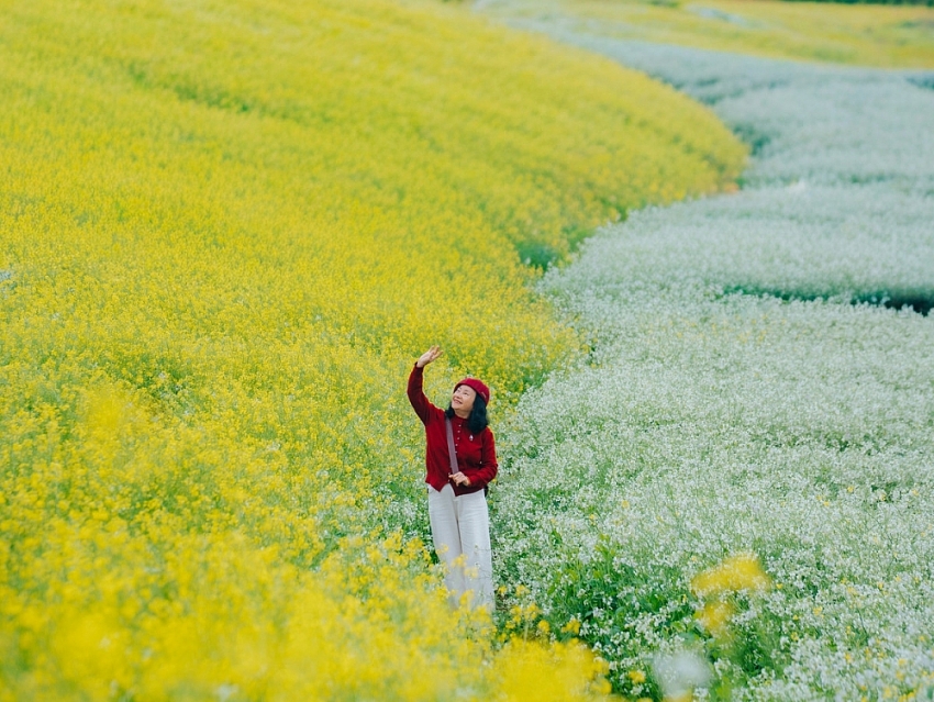 Ngắm hoa cải nhuộm vàng cao nguyên Mộc Châu, chọn tour nào cho trọn vẹn?