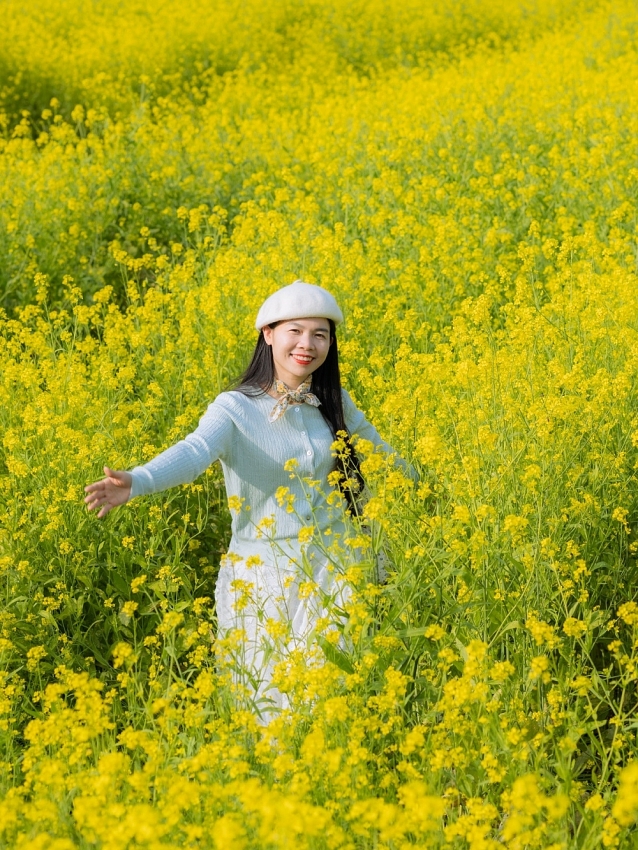 Ngắm hoa cải nhuộm vàng cao nguyên Mộc Châu, chọn tour nào cho trọn vẹn?