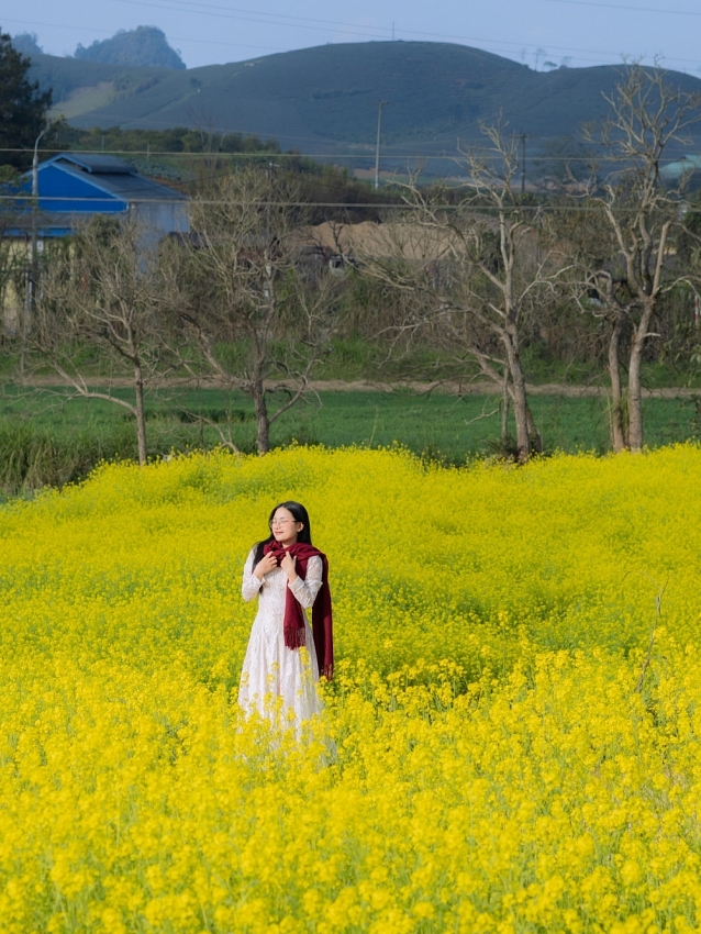 Ngắm hoa cải nhuộm vàng cao nguyên Mộc Châu, chọn tour nào cho trọn vẹn?