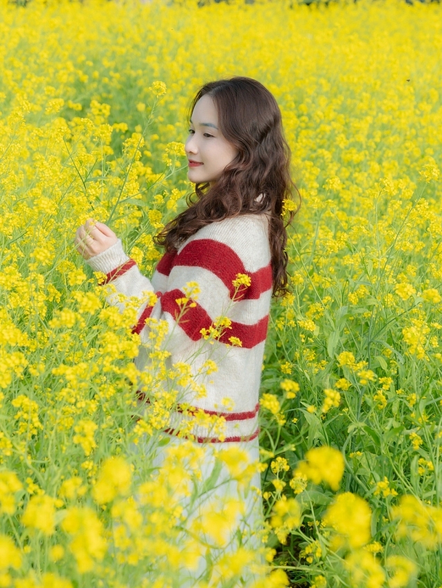 Ngắm hoa cải nhuộm vàng cao nguyên Mộc Châu, chọn tour nào cho trọn vẹn?