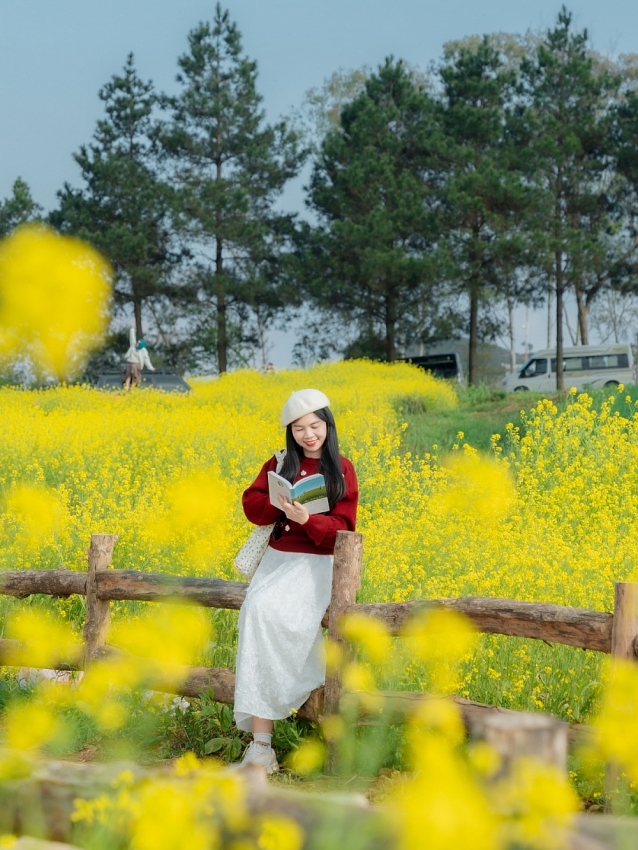 Ngắm hoa cải nhuộm vàng cao nguyên Mộc Châu, chọn tour nào cho trọn vẹn?