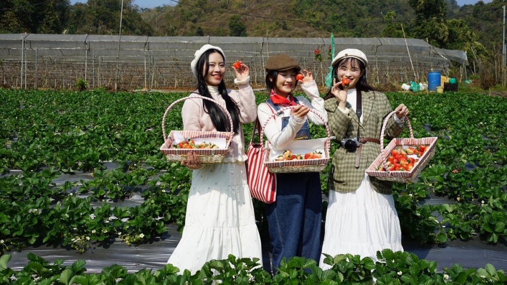 Mộc Châu vào mùa dâu tây, trải nghiệm hái quả hút khách